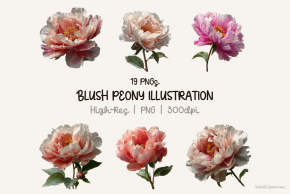 Download Blush Peony Illustration - Illustration Collection