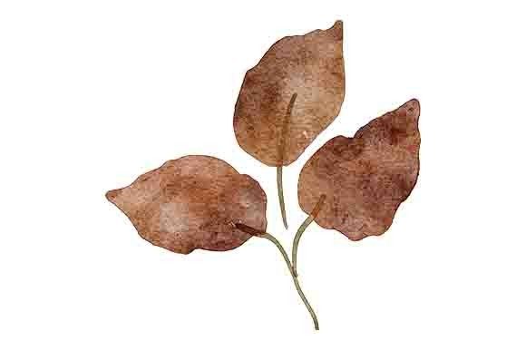 Download Watercolor Fall Leaf Foliage Painting - Water Collection