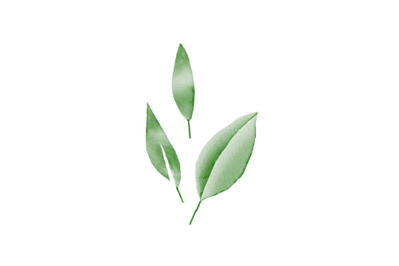 Download Watercolor Green Leaf Foliage Element - Water Collection