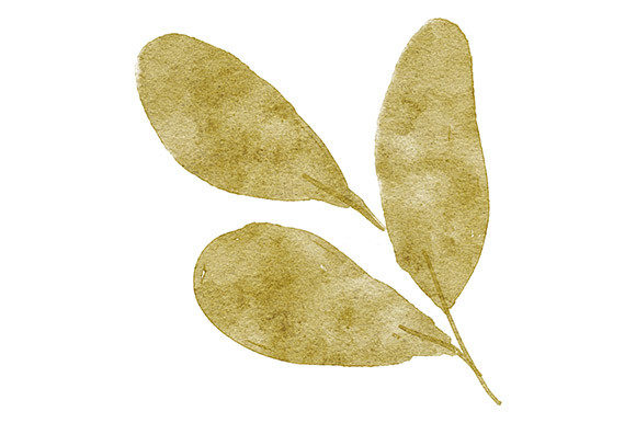Download Watercolor Leaf Foliage Paint Greenery - Water Collection
