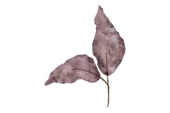Download Watercolor Leaf Foliage Paint Element - Water Collection